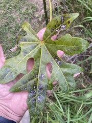 Brachychiton acerifolius