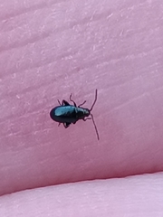 Aphthona