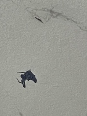 Philoponella congregabilis