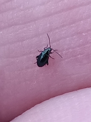 Aphthona
