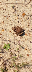 Sclerophrys capensis