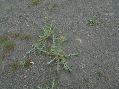 Gamochaeta calviceps