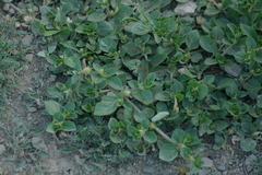 Alternanthera pungens