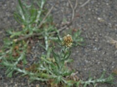 Gamochaeta calviceps