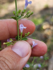 Clinopodium nepeta