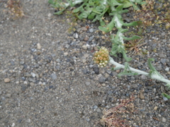 Gamochaeta calviceps