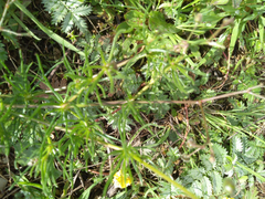 Spergula arvensis