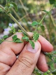 Clinopodium nepeta