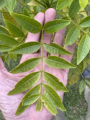 Flindersia australis