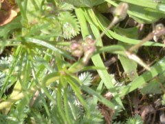 Spergula arvensis