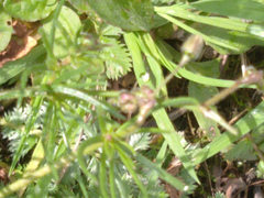 Spergula arvensis
