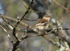 Cercotrichas leucophrys