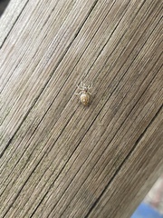 Phintelloides versicolor