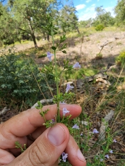 Clinopodium nepeta