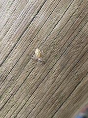 Phintelloides versicolor