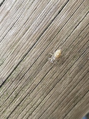 Phintelloides versicolor