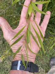 Melaleuca salicina