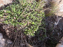 Helichrysum marginatum