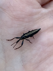 Belidae