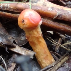 Tolypocladium capitatum