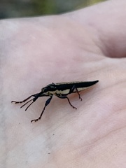 Belidae