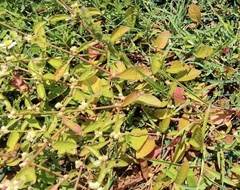 Alternanthera sessilis