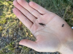 Belidae