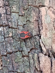 Melanocoryphus tristrami