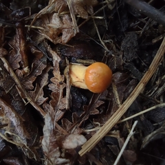 Tolypocladium capitatum