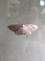 Orthoclydon praefectata