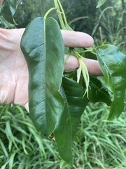 Ficus henneana