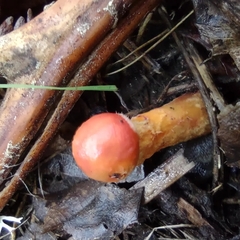 Tolypocladium capitatum