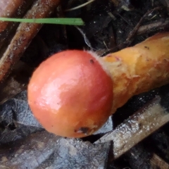 Tolypocladium capitatum