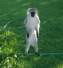 Chlorocebus pygerythrus pygerythrus