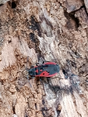 Melanocoryphus tristrami