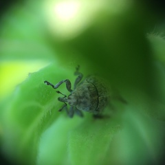 Acanthoscelidius acephalus