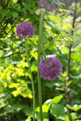Allium giganteum