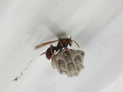 Polistes humilis humilis