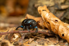 Anoplotrupes stercorosus