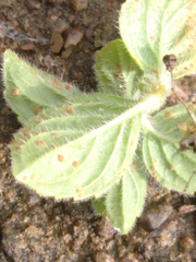Puccinia menthae