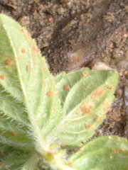 Puccinia menthae