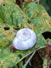 Xeropicta derbentina