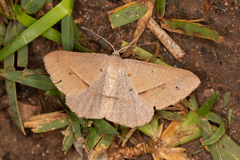 Isturgia penthearia