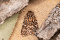 Hypoperigea tonsa
