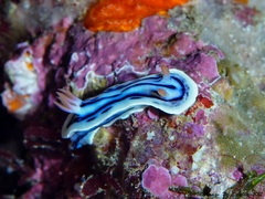 Chromodoris lochi
