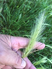 Dichelachne micrantha