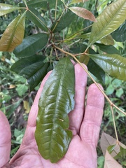 Heritiera trifoliolata