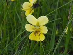 Viola lutea