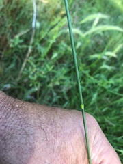 Dichelachne micrantha