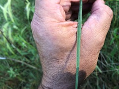 Dichelachne micrantha